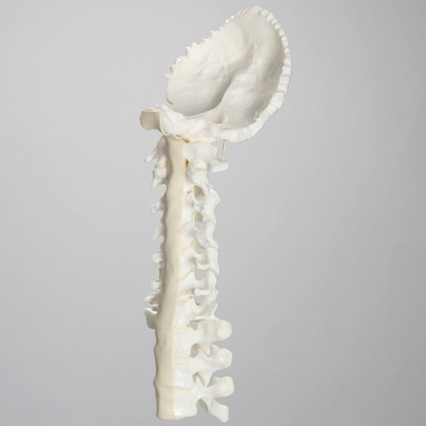 Spine, Occipital-T3 with White Foam Discs