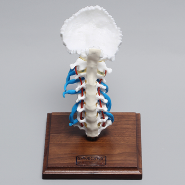 Cervical Spine Demonstrator with Occipital, Nerve Root, Artery, and Ligaments