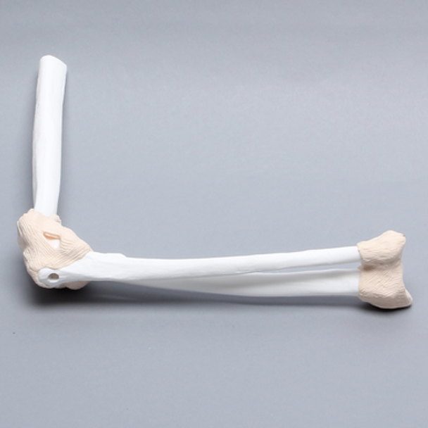 Elbow Demonstrator