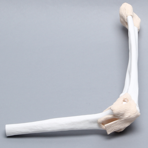 Elbow Demonstrator