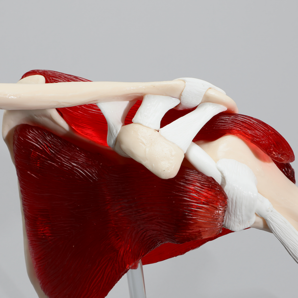Shoulder Patient Demonstrator