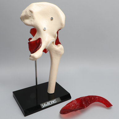 Hip Patient Demonstrator