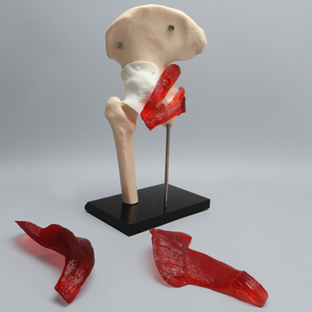 Hip Patient Demonstrator