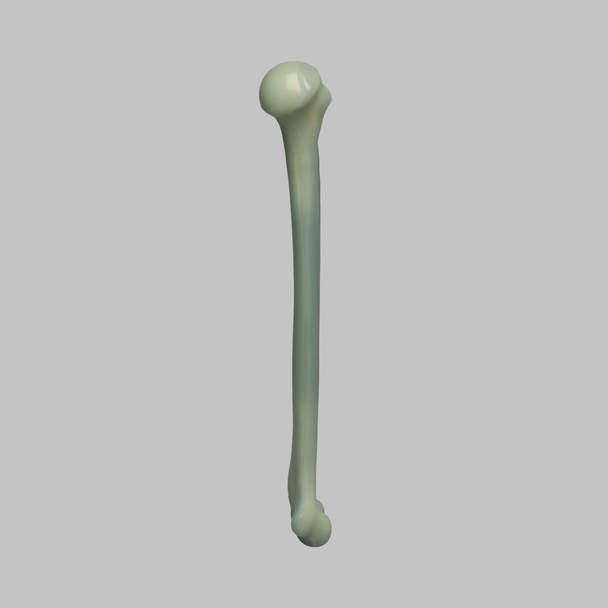 Humerus, absolute™ Osteo, 10 PCF Solid Foam, Large