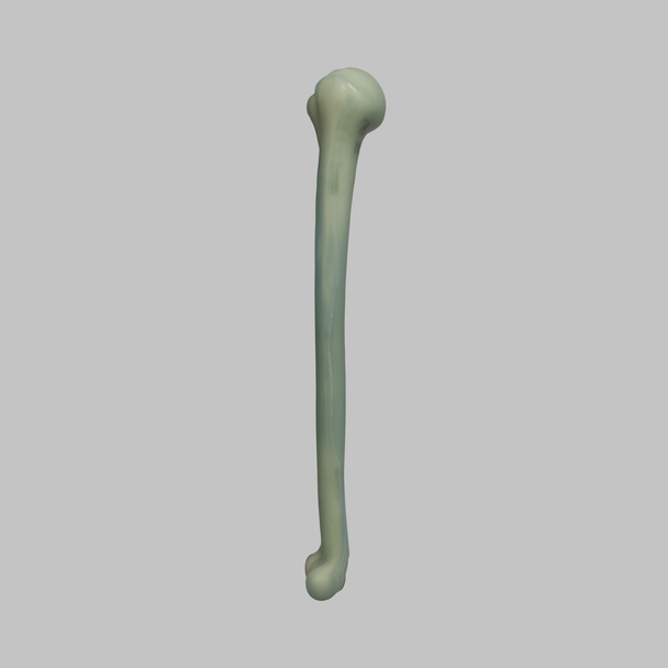 Humerus, absolute™ Osteo, 10 PCF Solid Foam, Large