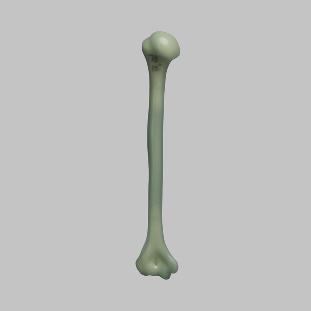 Humerus, absolute™ Osteo, 10 PCF Solid Foam, Large