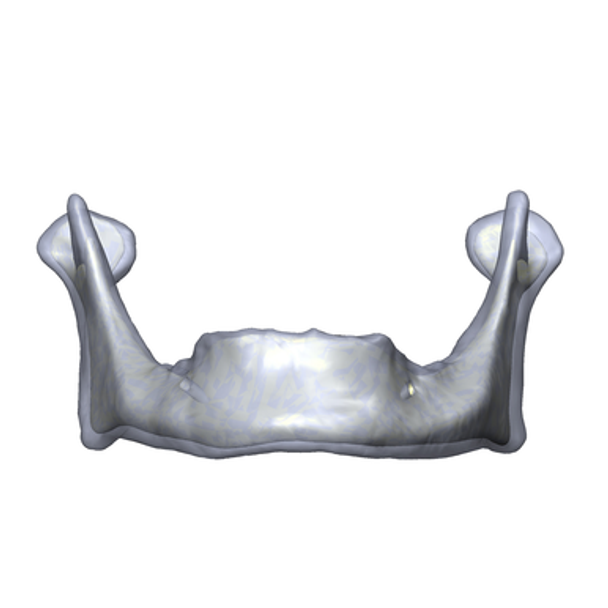 Mandible, absolute™ 4th Gen., 17 PCF, Solid Foam Core, Large