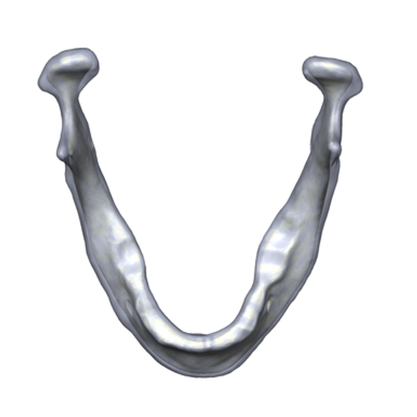 Mandible, absolute™ 4th Gen., 17 PCF, Solid Foam Core, Large