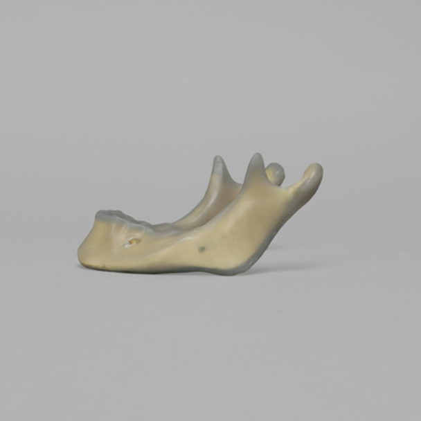 Mandible, absolute™ 4th Gen., 17 PCF, Solid Foam Core, Large
