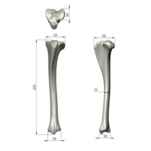 Ovine Tibia, absolute™ 4th Gen., Composite, 17 PCF Solid Foam Core, Large