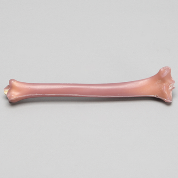 Ovine Tibia, absolute™ 4th Gen., Composite, 17 PCF Solid Foam Core, Large