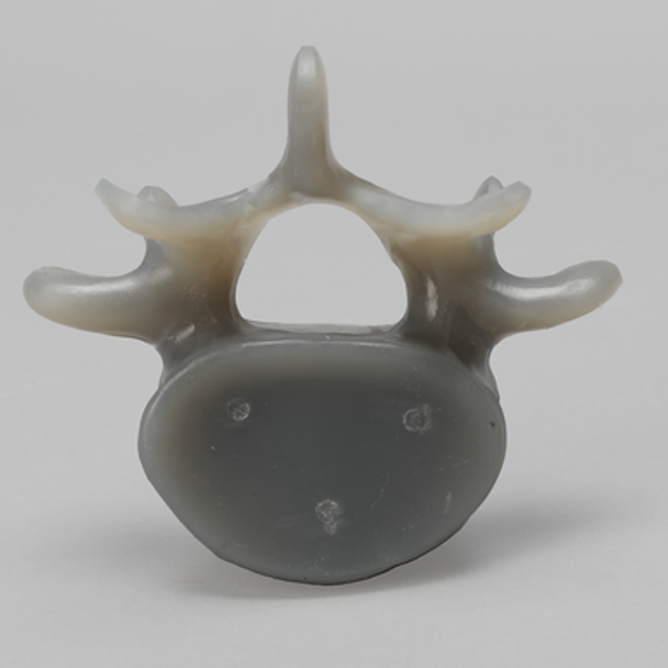 Lumbar L5, absolute™ 4th Gen., Large