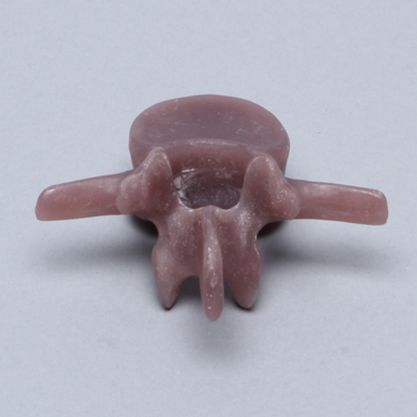 Lumbar L2, absolute™ 4th Gen., Large