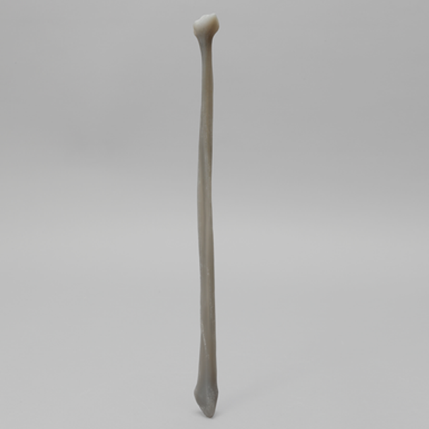 Fibula, absolute™ 4th Gen., Hollow Canal, Medium