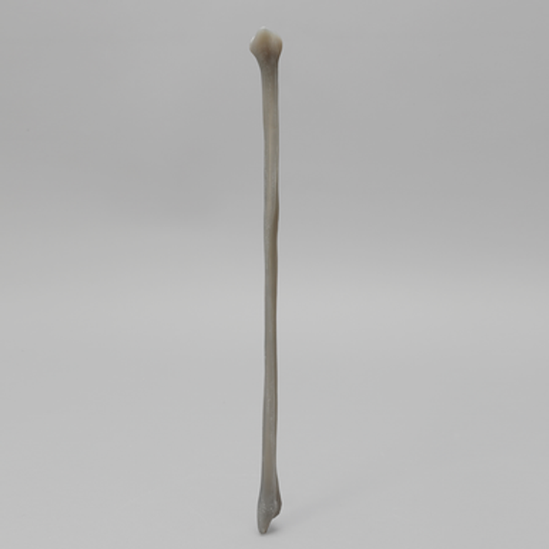 Fibula, absolute™ 4th Gen., Hollow Canal, Medium