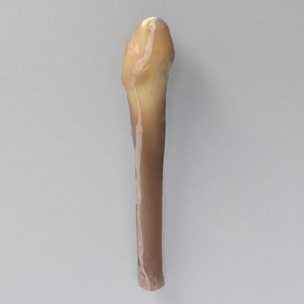 Distal Fibula, absolute™ 4th Gen., 17 PCF Solid Foam, Large
