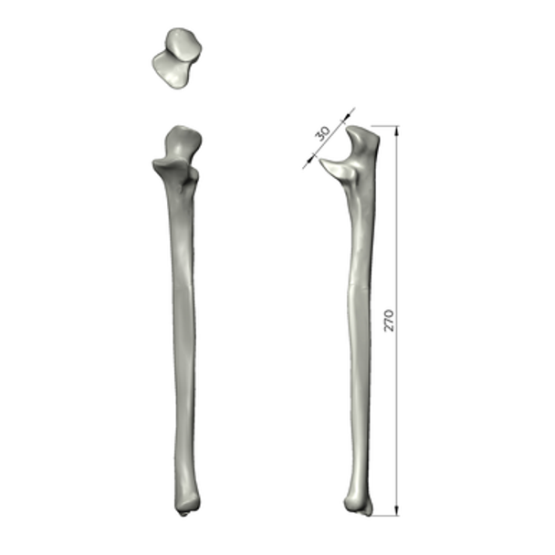 Ulna, absolute™ 4th Gen., 17 PCF Solid Foam Core, Large