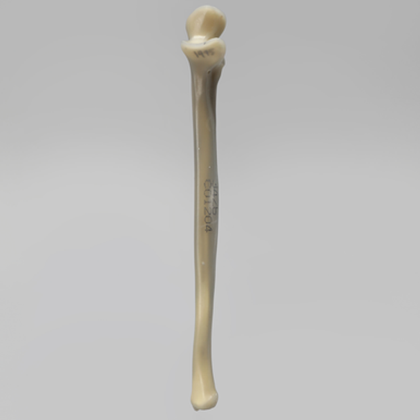 Ulna, absolute™ 4th Gen., 17 PCF Solid Foam Core, Large