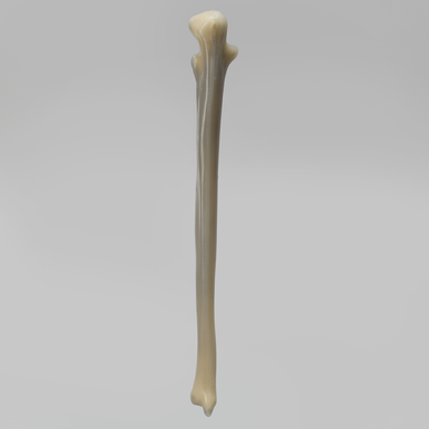 Ulna, absolute™ 4th Gen., 17 PCF Solid Foam Core, Large