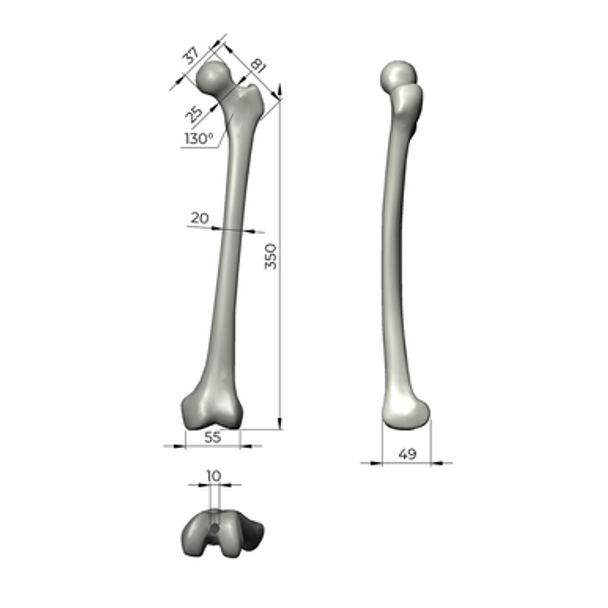 Femur, absolute™ 4th Gen., 17 PCF Solid Foam Cancellous, Small