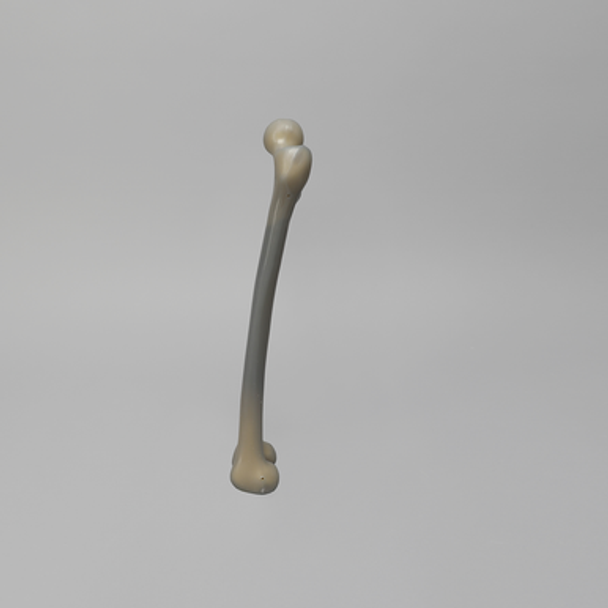 Femur, absolute™ 4th Gen., 17 PCF Solid Foam Cancellous, Small