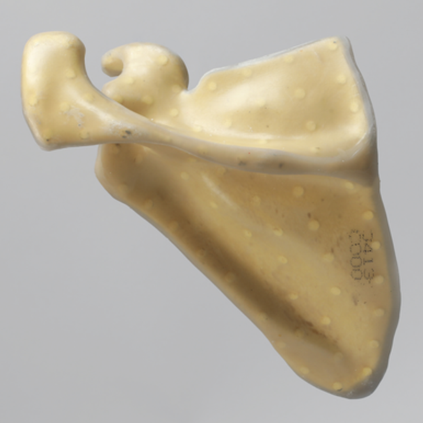 Scapula, absolute™ 4th Gen., 12 PCF Solid Foam Core, Large