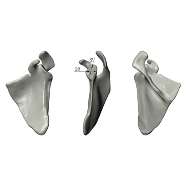 Scapula, absolute™ 4th Gen., 12 PCF Solid Foam Core, Large