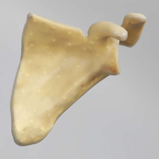 Scapula, absolute™ 4th Gen., 17 PCF Solid Foam Core, Large