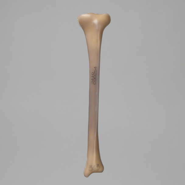 Tibia, absolute™ 4th Gen., 17 PCF Solid Foam Core, Small