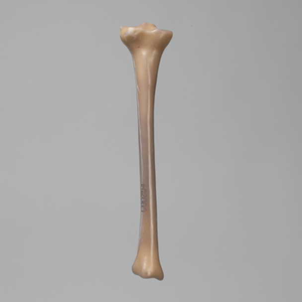 Tibia, absolute™ 4th Gen., 17 PCF Solid Foam Core, Small