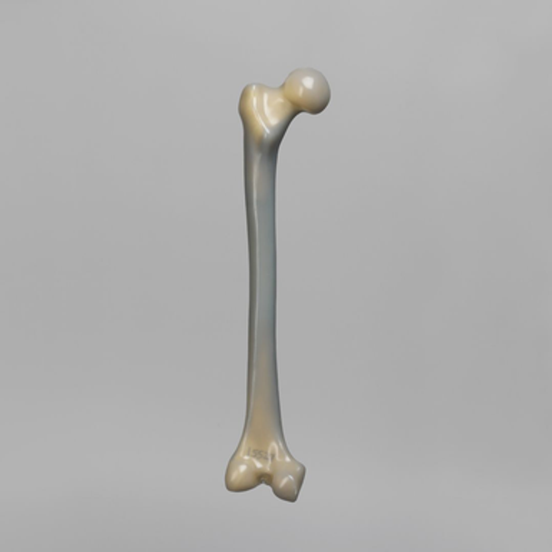 Femur, absolute™ 4th Gen., 12.5 PCF Cellular Foam Cancellous, Large