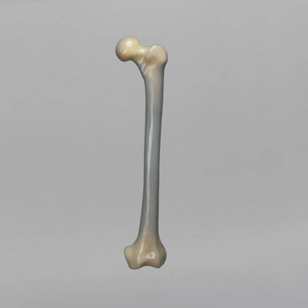Femur, absolute™ 4th Gen., 20 PCF Cellular Foam Cancellous, Large