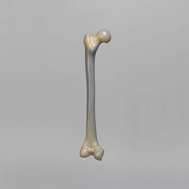 Femur, absolute™ 4th Gen., 17 PCF Solid Foam Cancellous, Large with Distal Cross Pin Filled