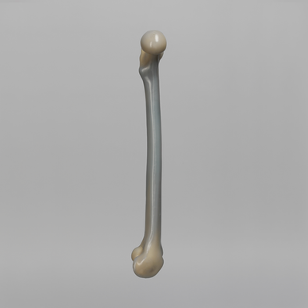 Femur, absolute™ 4th Gen., 17 PCF Solid Foam Cancellous, Large with Distal Cross Pin Filled