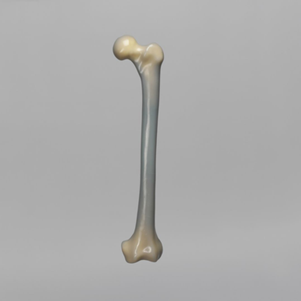 Femur, absolute™ 4th Gen., 8 PCF Solid Foam Cancellous, Large