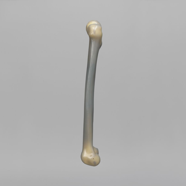Femur, absolute™ 4th Gen., 8 PCF Solid Foam Cancellous, Large