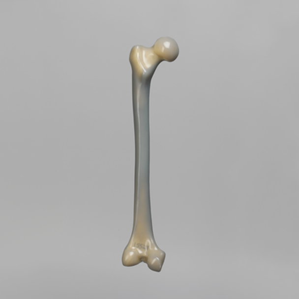 Femur, absolute™ 4th Gen., 17 PCF Solid Foam Cancellous, Large