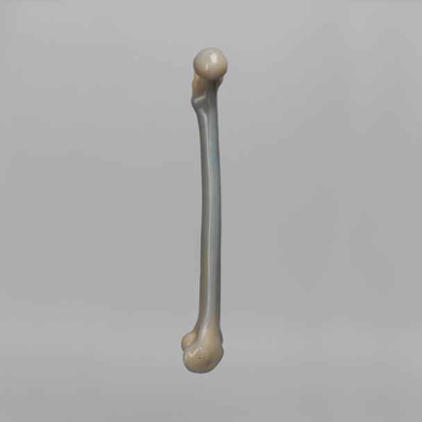 Femur, absolute™ 4th Gen., 17 PCF Solid Foam Cancellous, Large