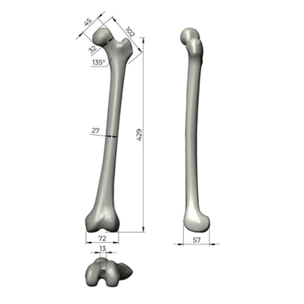 Femur, absolute™ 4th Gen., 17 PCF Solid Foam Cancellous, Solid Canal, Medium