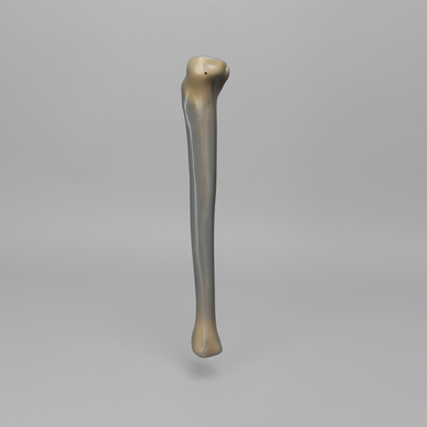 Tibia, absolute™ 4th Gen., 17 PCF Solid Foam Core, Large