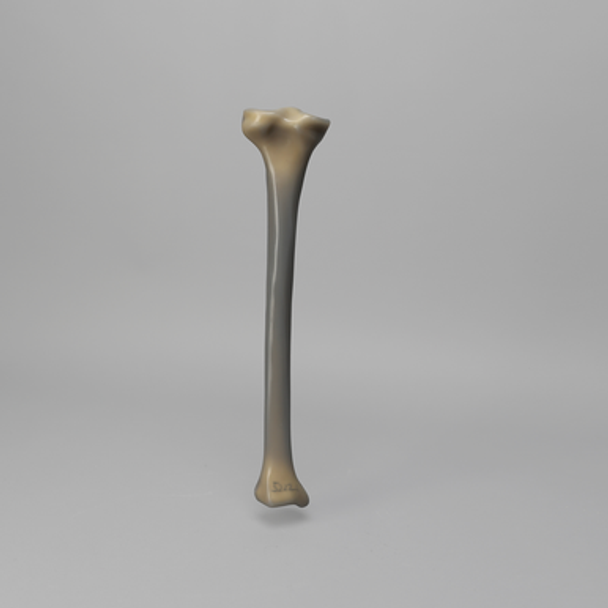Tibia, absolute™ 4th Gen., 17 PCF Solid Foam Core, Large