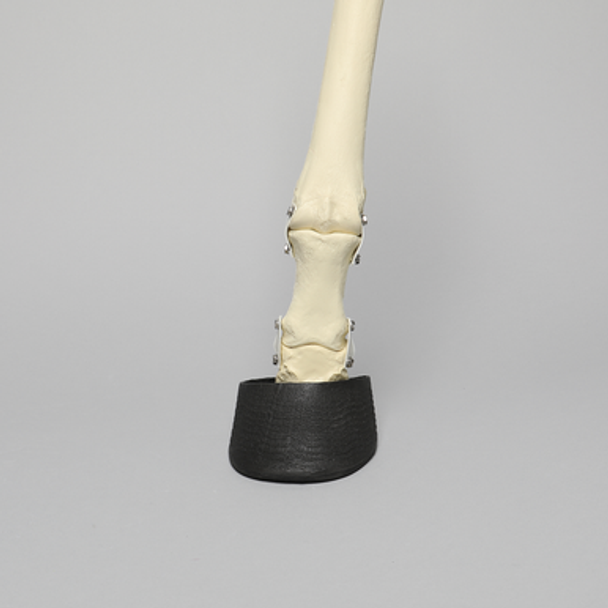 Equine Joint, Carpal Bone Set