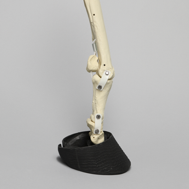Equine Joint, Carpal Bone Set