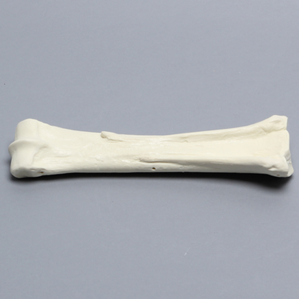Equine Joint, 7 Piece Carpal Set