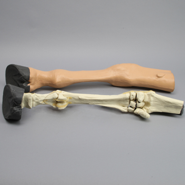 Equine Encased Distal Thoracic Limb with Phalanx Fracture