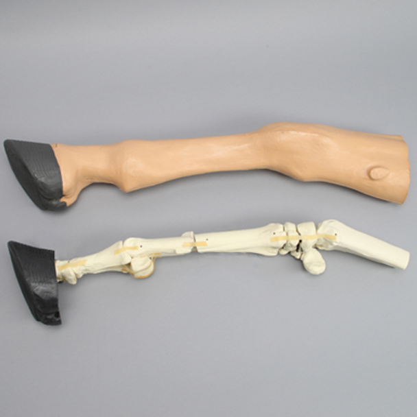 Equine Encased Distal Thoracic Limb with Metacarpal and Phalanx Fractures