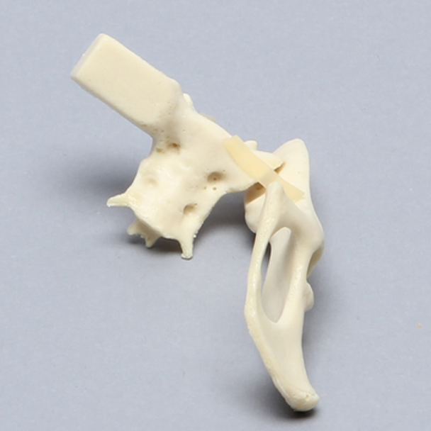 Feline Hemi Pelvis with Sacrum and Luxation