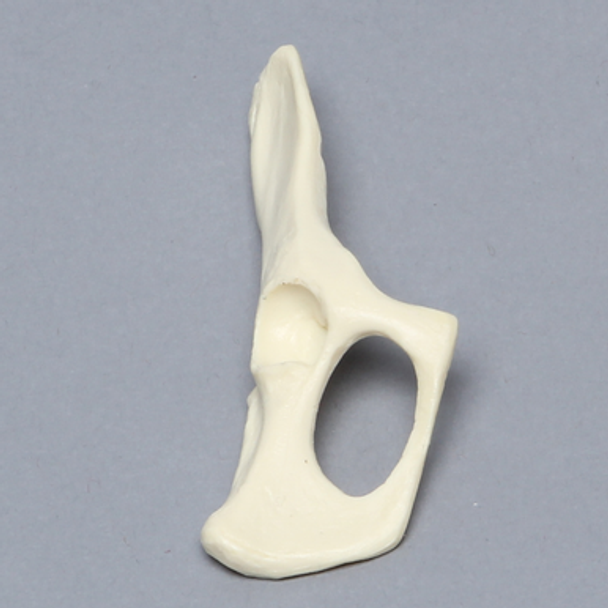 Feline Hemi Pelvis, Solid Foam, Right
