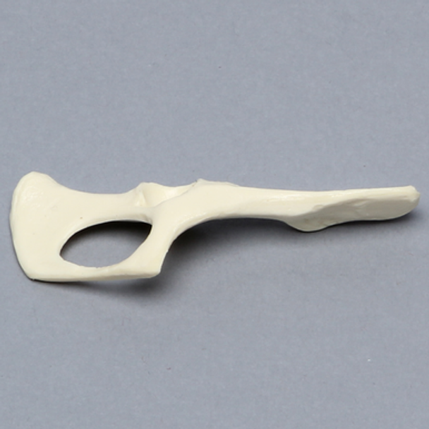 Feline Hemi Pelvis, Solid Foam, Right