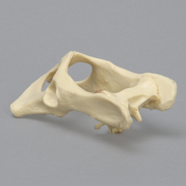 Feline Pelvis, Solid Foam